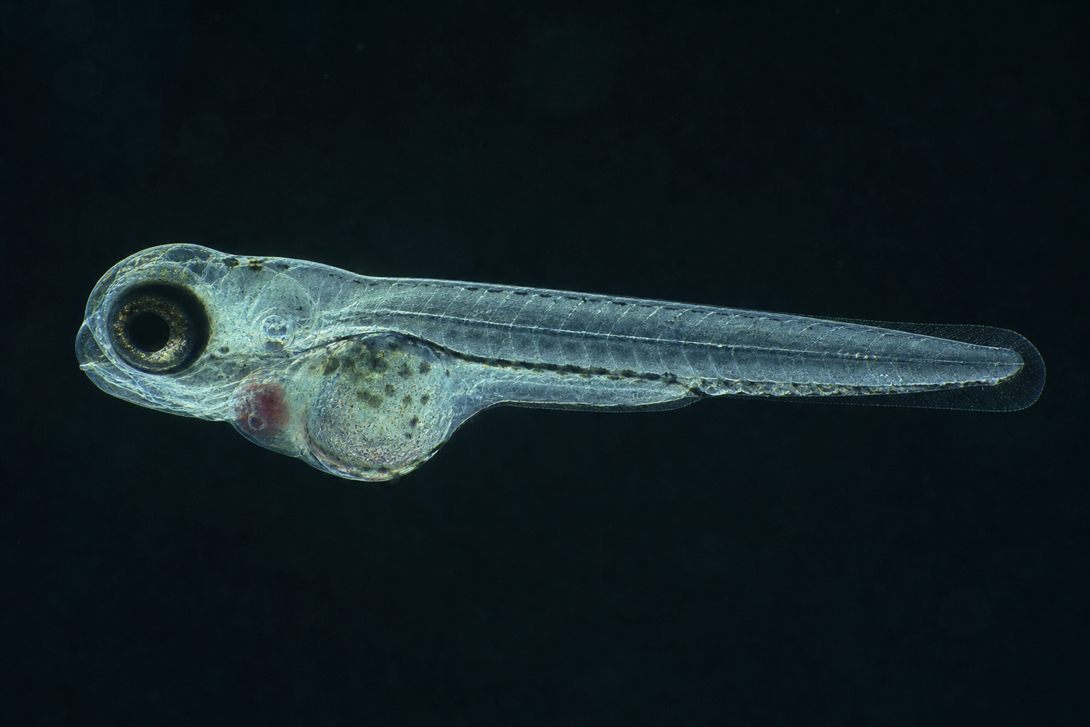 close-up microscope photograph of a transparent zebrafish larva a few days old lying on its side, visible eye, heart region and notochord, soft blue-green light on a dark background, scientific photog