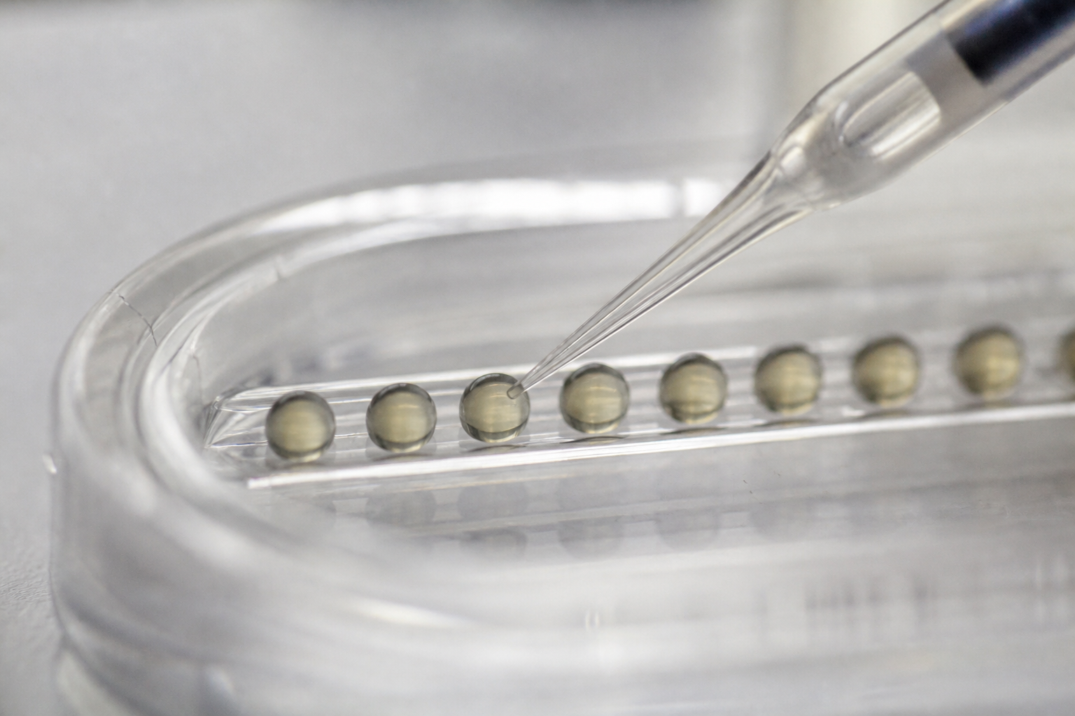 close-up photograph of a fine glass microinjection needle touching a row of zebrafish embryos in an agarose injection mold, soft warm light, shallow depth of field, laboratory bench setting, no people