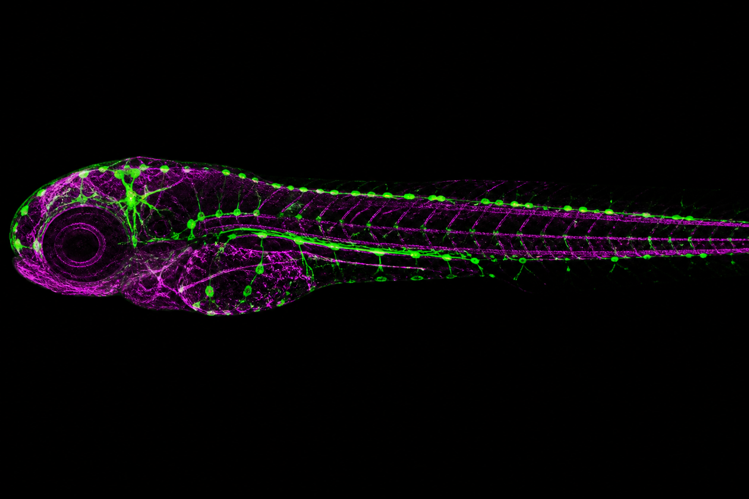 fluorescence microscopy image of a zebrafish larva after immunostaining, bright green and magenta labelled cells and fibres against a black background, high contrast, scientific imaging style, no text