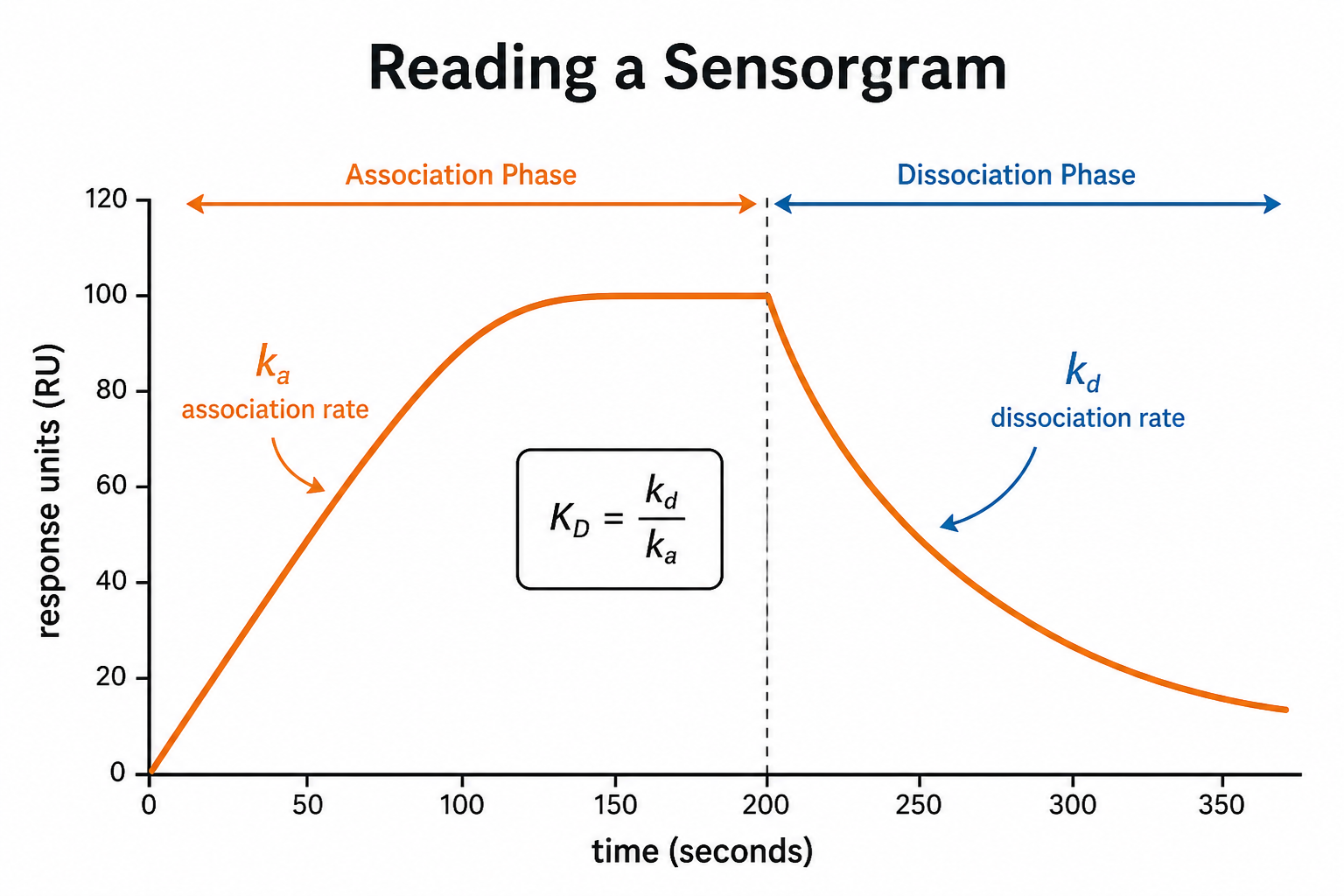 Infographic of a sensorgram with association, plateau and dissociation phases, labeled ka, kd and KD