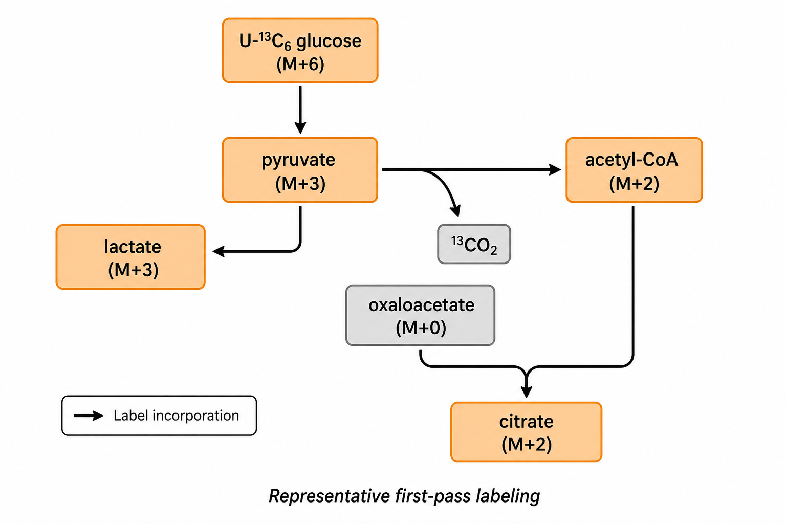 Representative first-pass carbon-13 labeling from glucose through pyruvate to lactate and acetyl-CoA, with carbon dioxide release and citrate formation from unlabeled oxaloacetate.