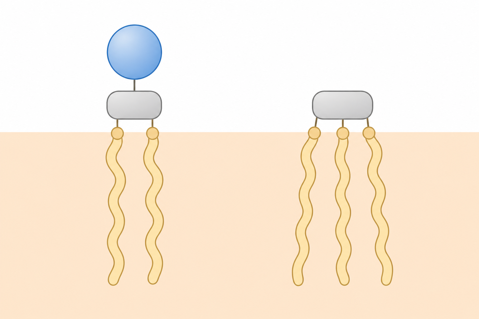 Schematic comparison of a phospholipid with a polar head and two fatty acyl tails, and a triacylglycerol with three fatty acyl tails.