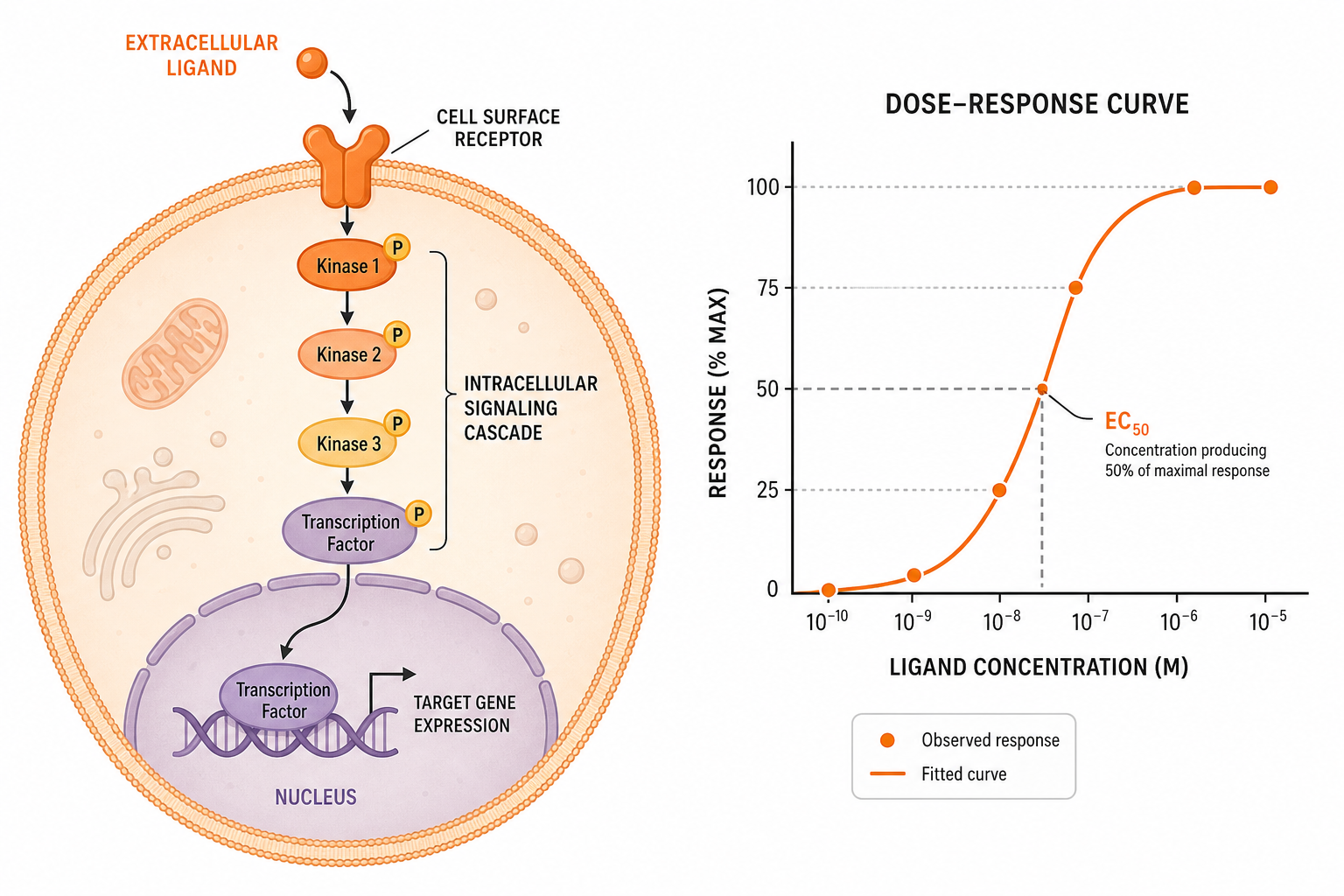 Illustration of a cell surface receptor, signaling cascade and nucleus beside a dose-response curve