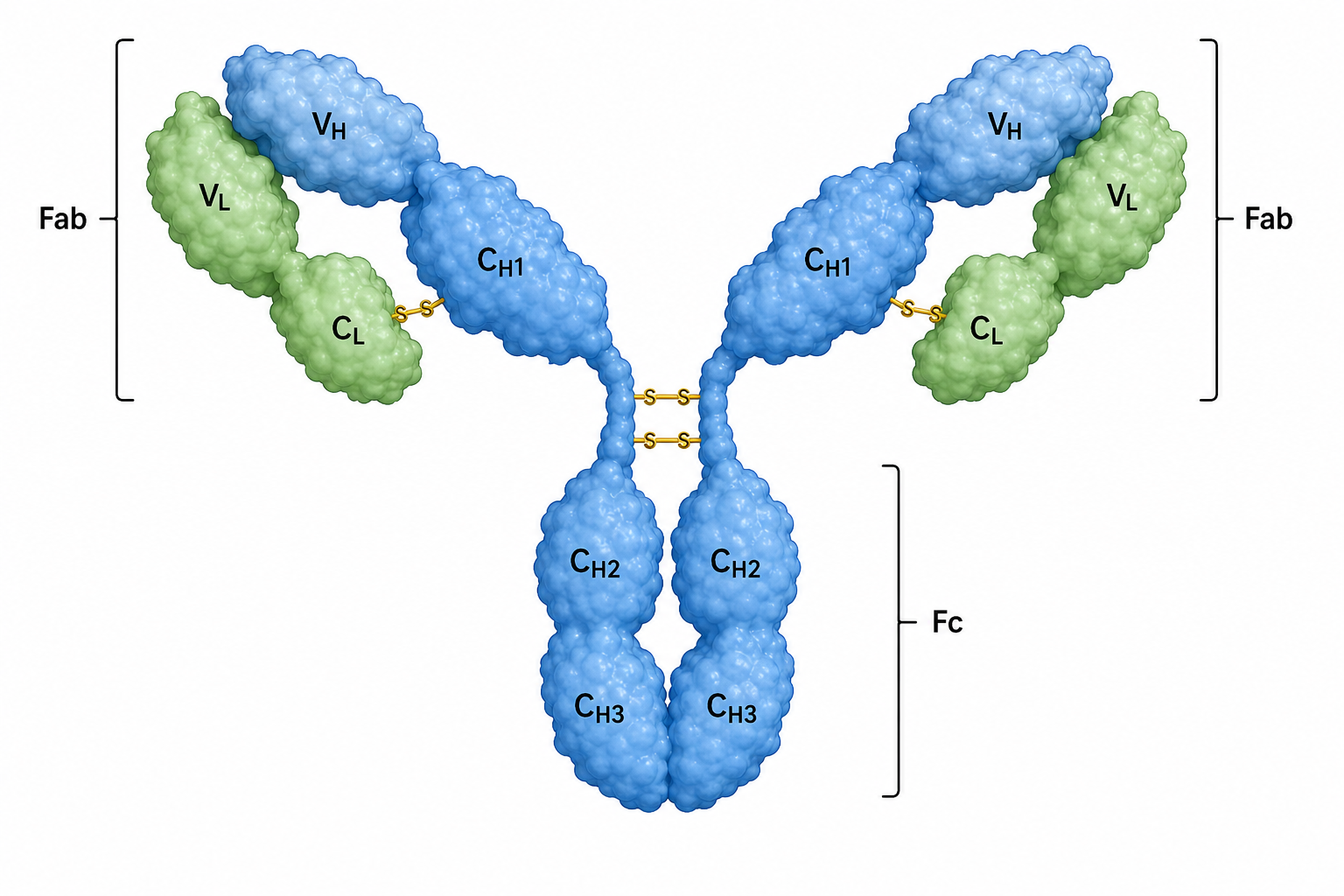 IgG antibody schematic showing heavy and light chains, Fab and Fc regions, and interchain disulfide bonds