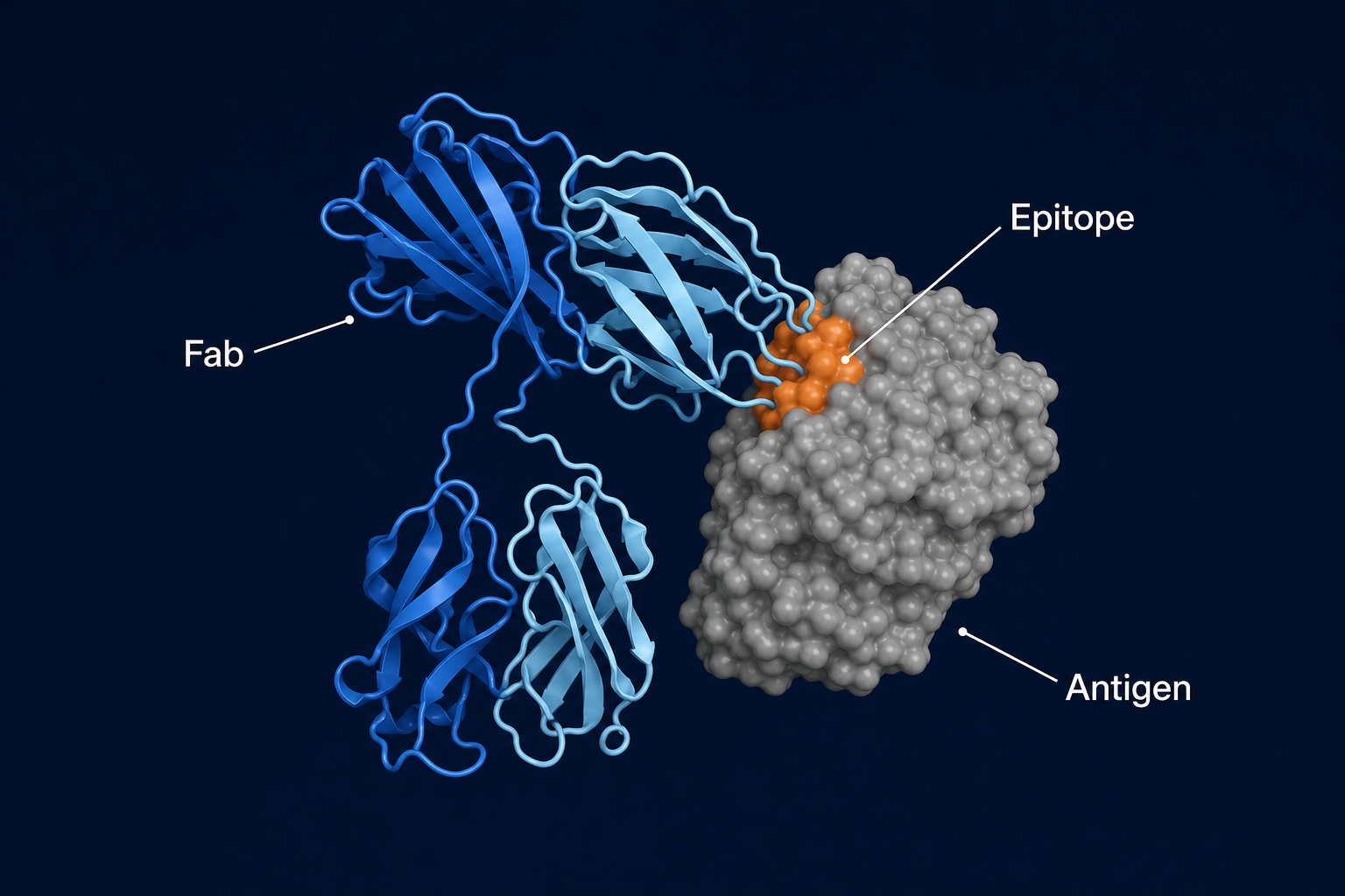 Fab fragment binding an antigen, with the epitope highlighted in orange