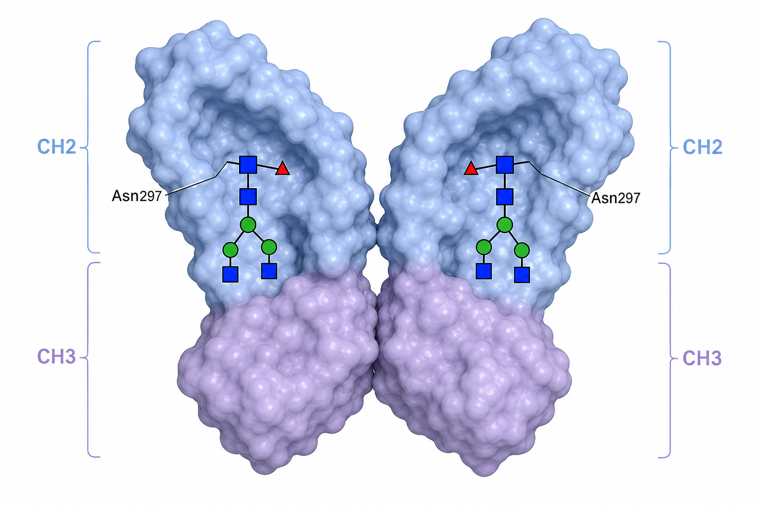 IgG Fc schematic showing N-linked glycans attached at Asn297 in the CH2 domains