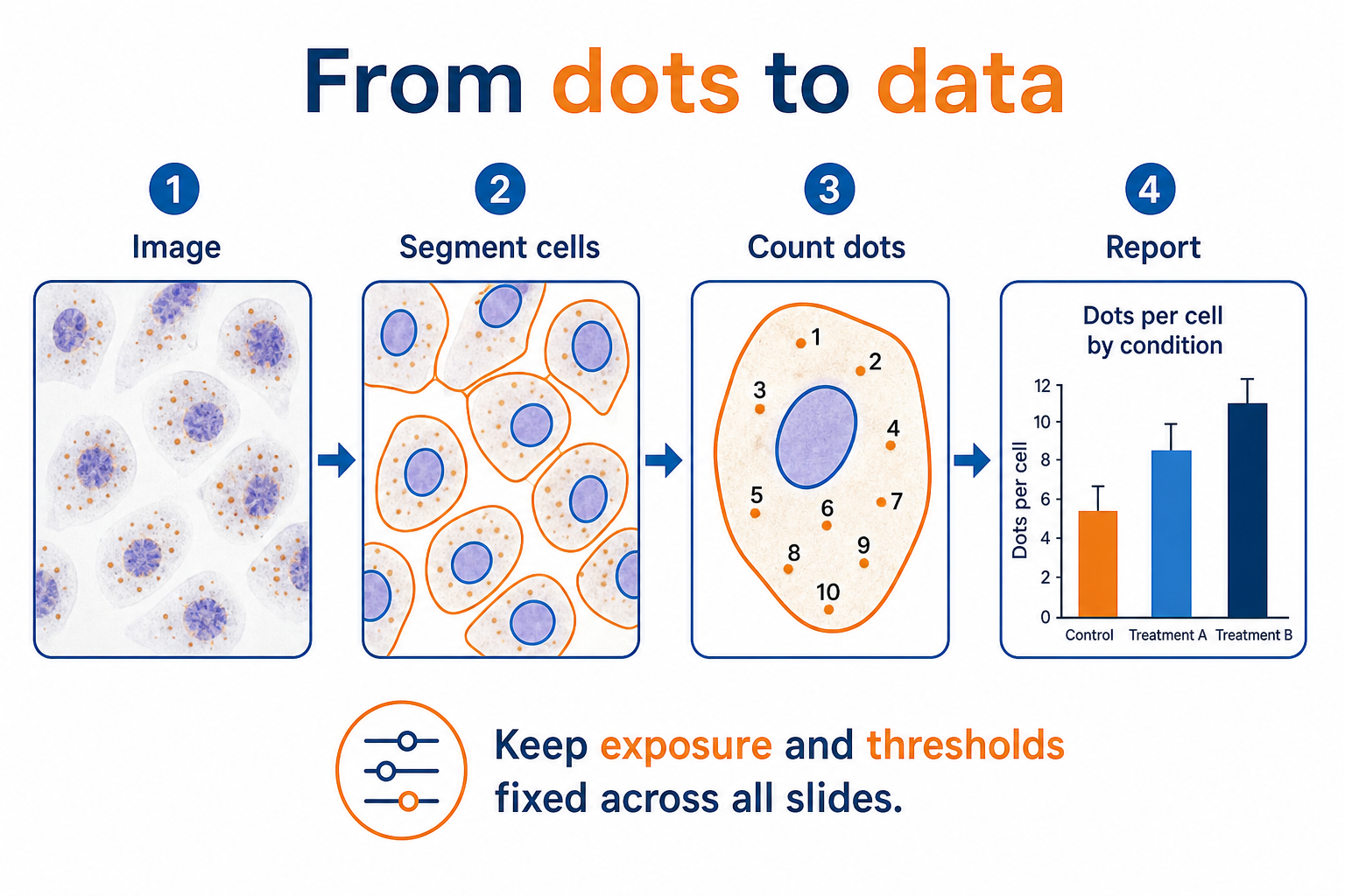 clean flat infographic on a white background titled From dots to data, showing a left-to-right pipeline of four panels joined by arrows: panel 1 labelled Image with a small microscope field of cells w