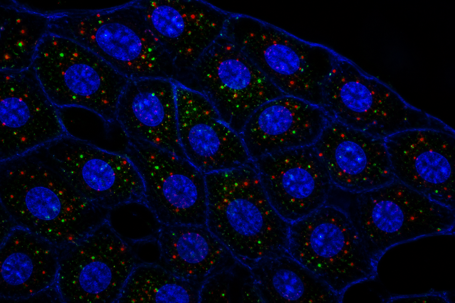 close-up fluorescence microscopy image of a tissue section, blue stained cell nuclei with small bright green and red punctate dots inside the cell outlines, dark background, crisp focus, scientific il